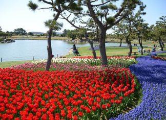 รีวิวเที่ยวรอบโลก “Uminonakamichi Seaside Park” ที่ญี่ปุ่น